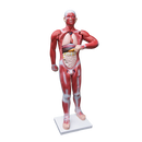 Human Anatomical Muscular Model Muscle System
