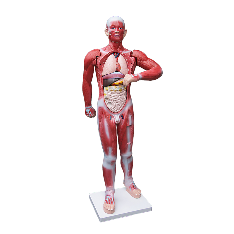 Human Anatomical Muscular Model Muscle System