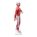 Human Anatomical Muscular Model Muscle System