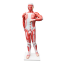 Human Anatomical Muscular Model Muscle System