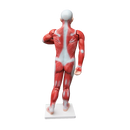 Human Anatomical Muscular Model Muscle System